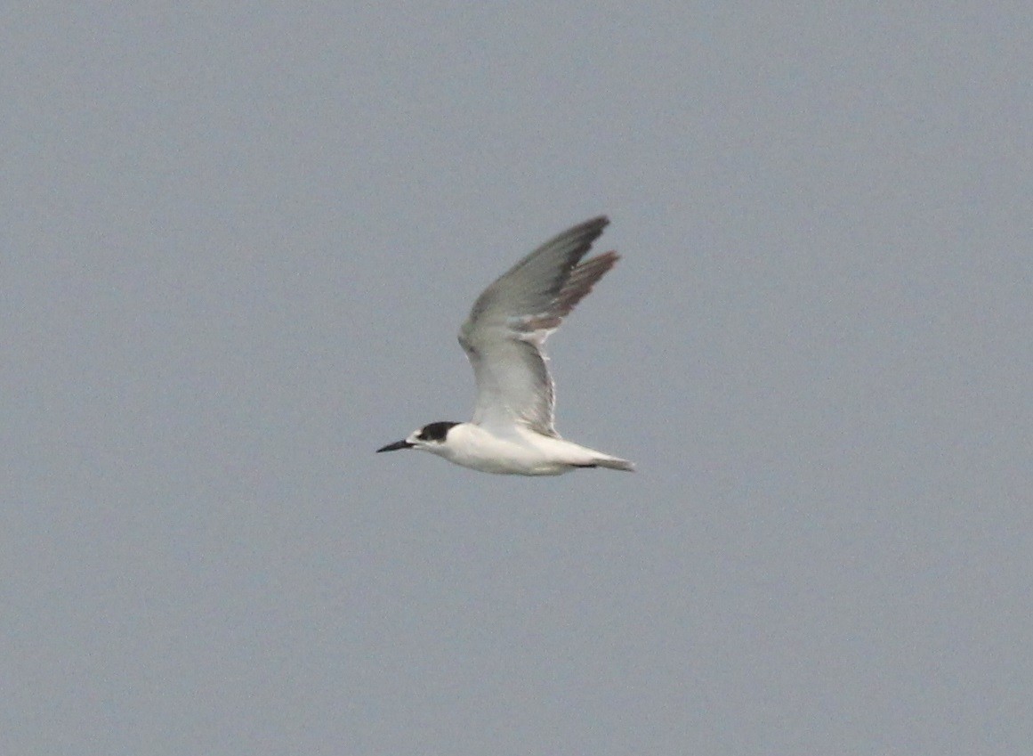 Gull-billed Tern - Hareesha AS