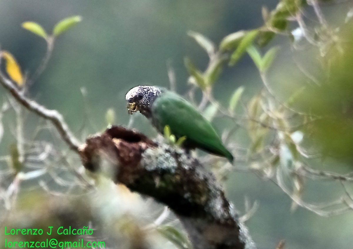 Speckle-faced Parrot - Lorenzo Calcaño