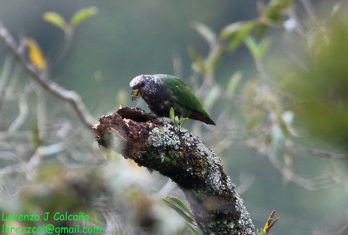 Speckle-faced Parrot - ML210123421