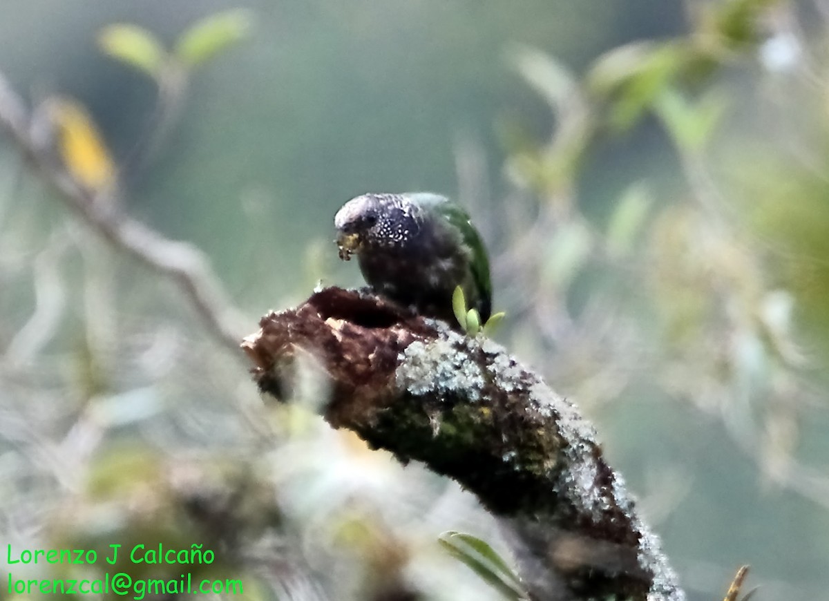 Speckle-faced Parrot - ML210123501