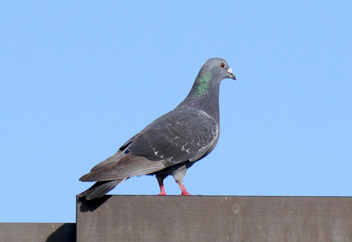 Rock Pigeon (Feral Pigeon) - ML210124981