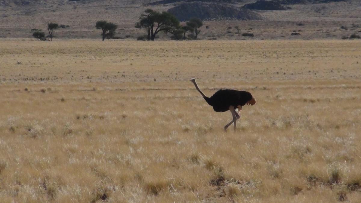 Common Ostrich - ML21012581
