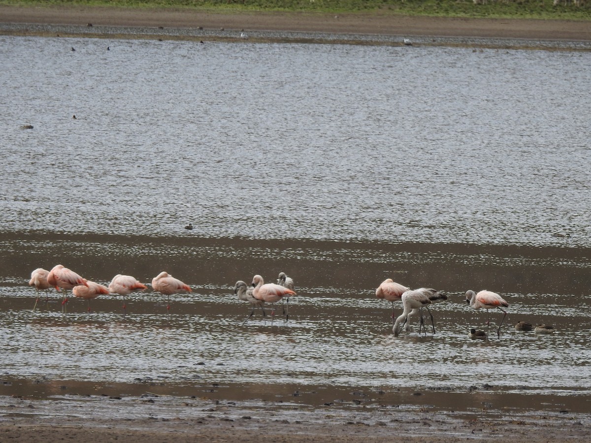 Chilean Flamingo - ML210126231
