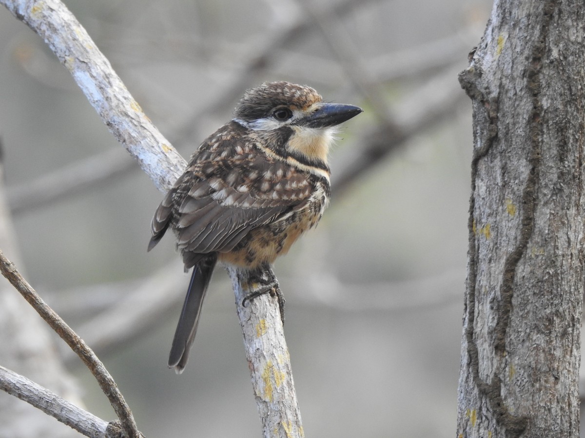 Two-banded Puffbird - ML210126641