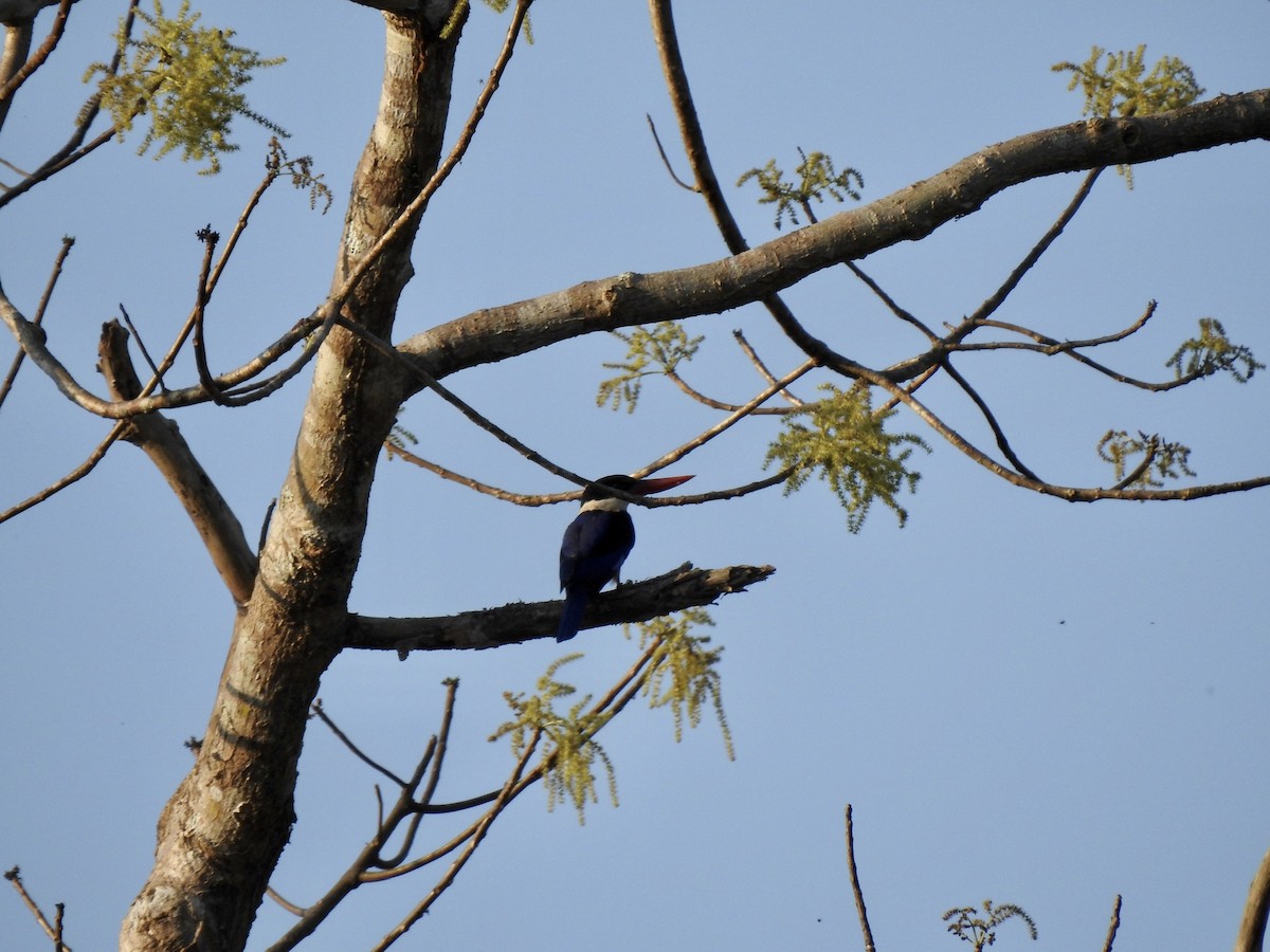 Black-capped Kingfisher - ML210127241