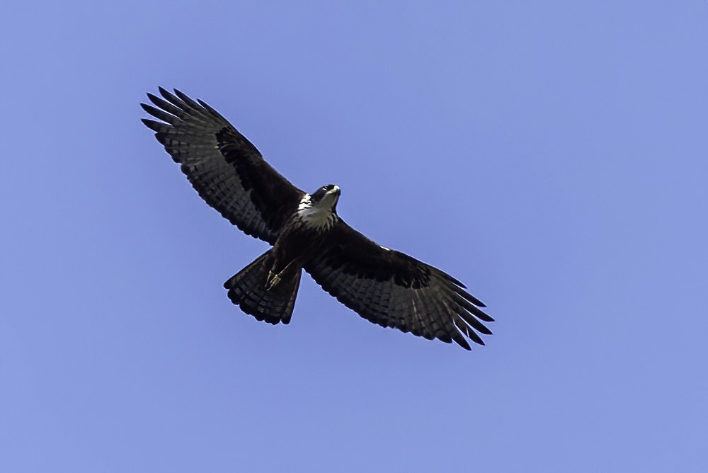 Rufous-bellied Eagle - Madhu Arouza Pai