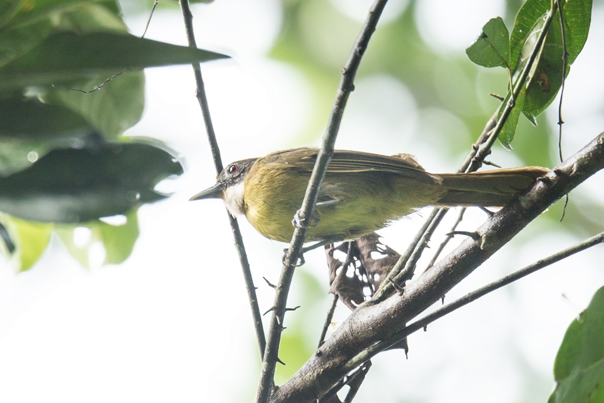 Red-tailed Greenbul - Wich’yanan Limparungpatthanakij
