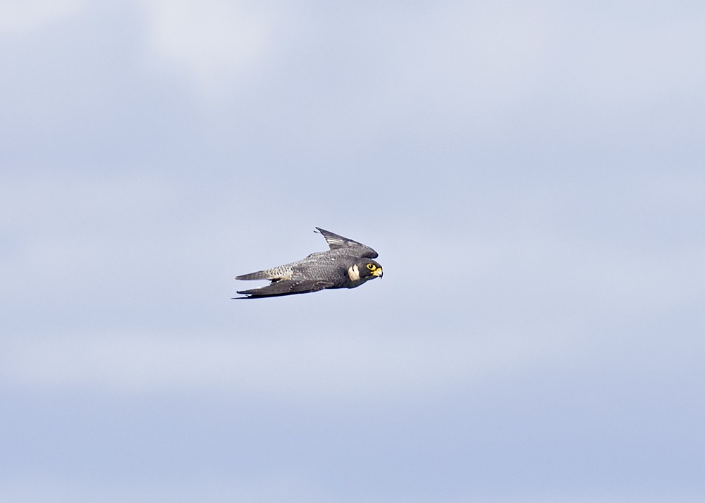 Peregrine Falcon (Australian) - ML210132831