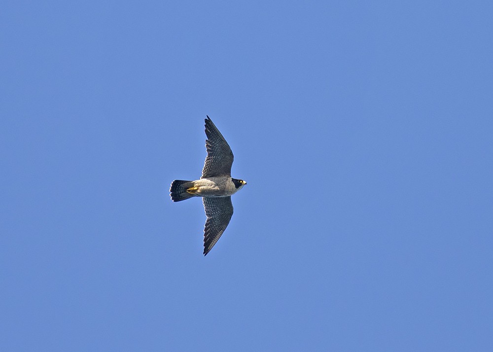 Peregrine Falcon (Australian) - ML210132841