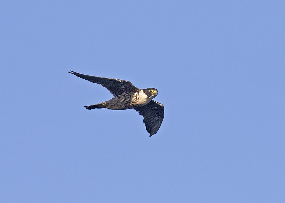 Peregrine Falcon (Australian) - ML210132851
