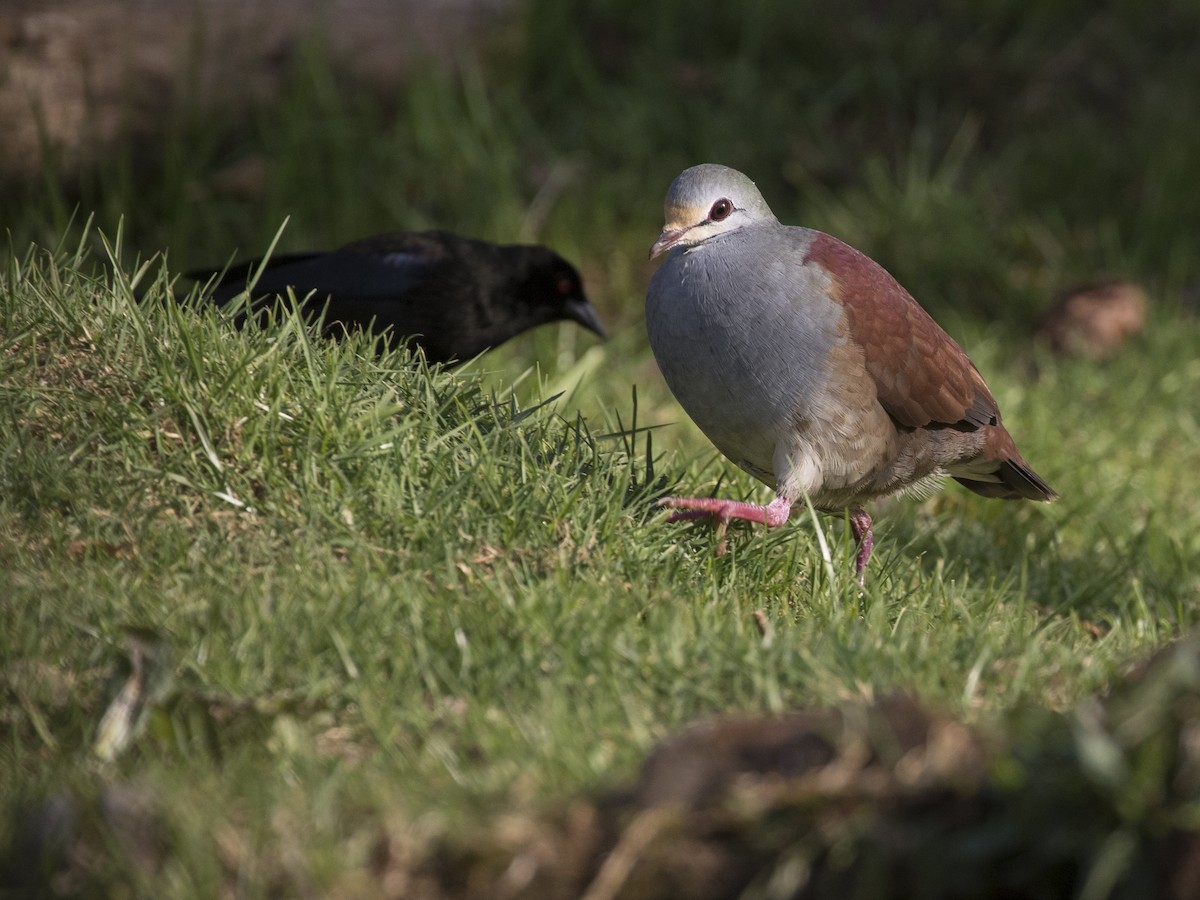 Buff-fronted Quail-Dove - ML210135881