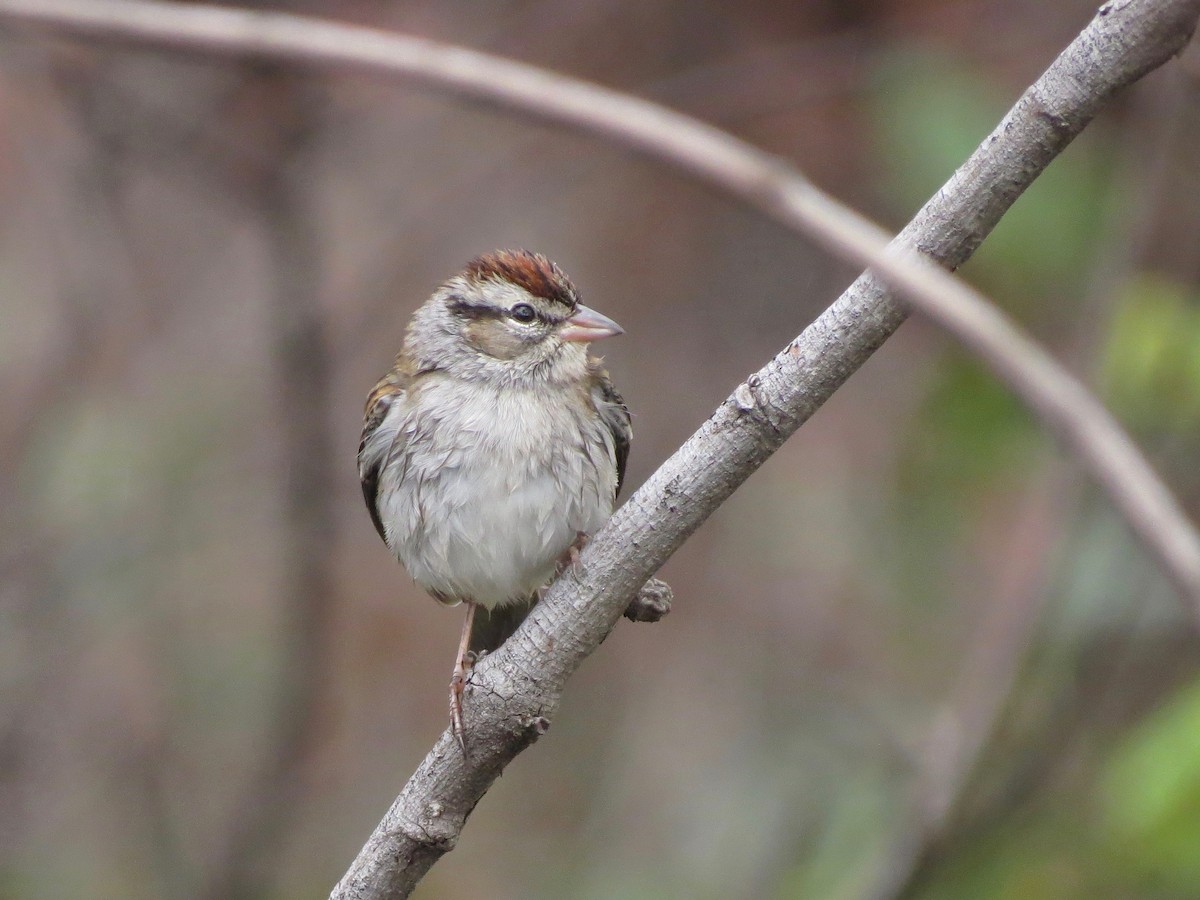 Chipping Sparrow - ML21013971