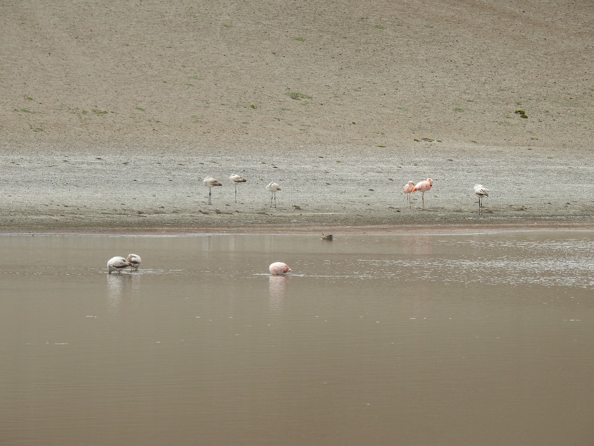 Chilean Flamingo - ML210140481