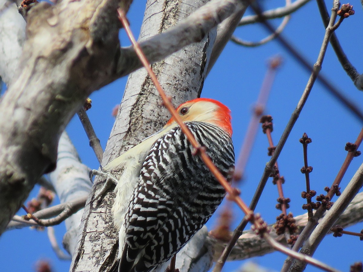 Red-bellied Woodpecker - MARGUERITE LONG