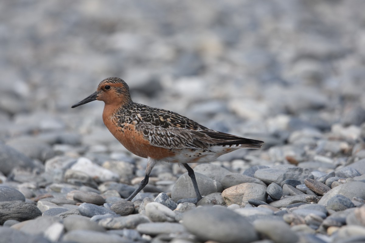 Red Knot - Feng  Chen(鳳珍） CHANG(張）