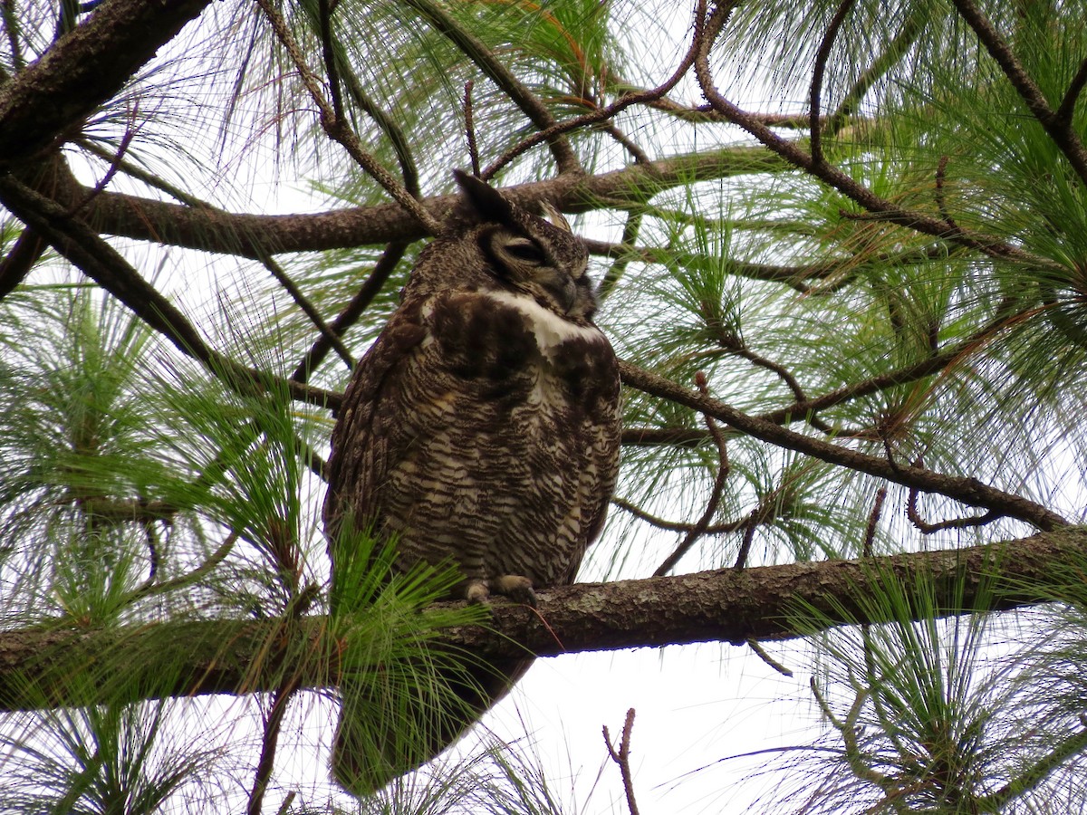 Great Horned Owl - ML21014271