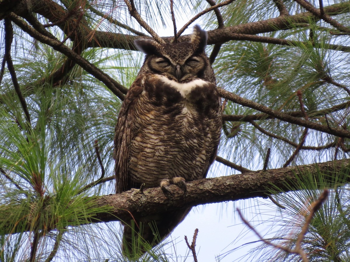 Great Horned Owl - ML21014341