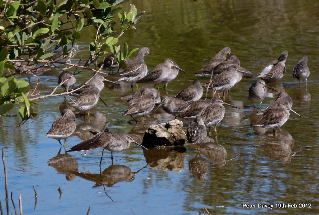 Long-billed Dowitcher - ML21014601