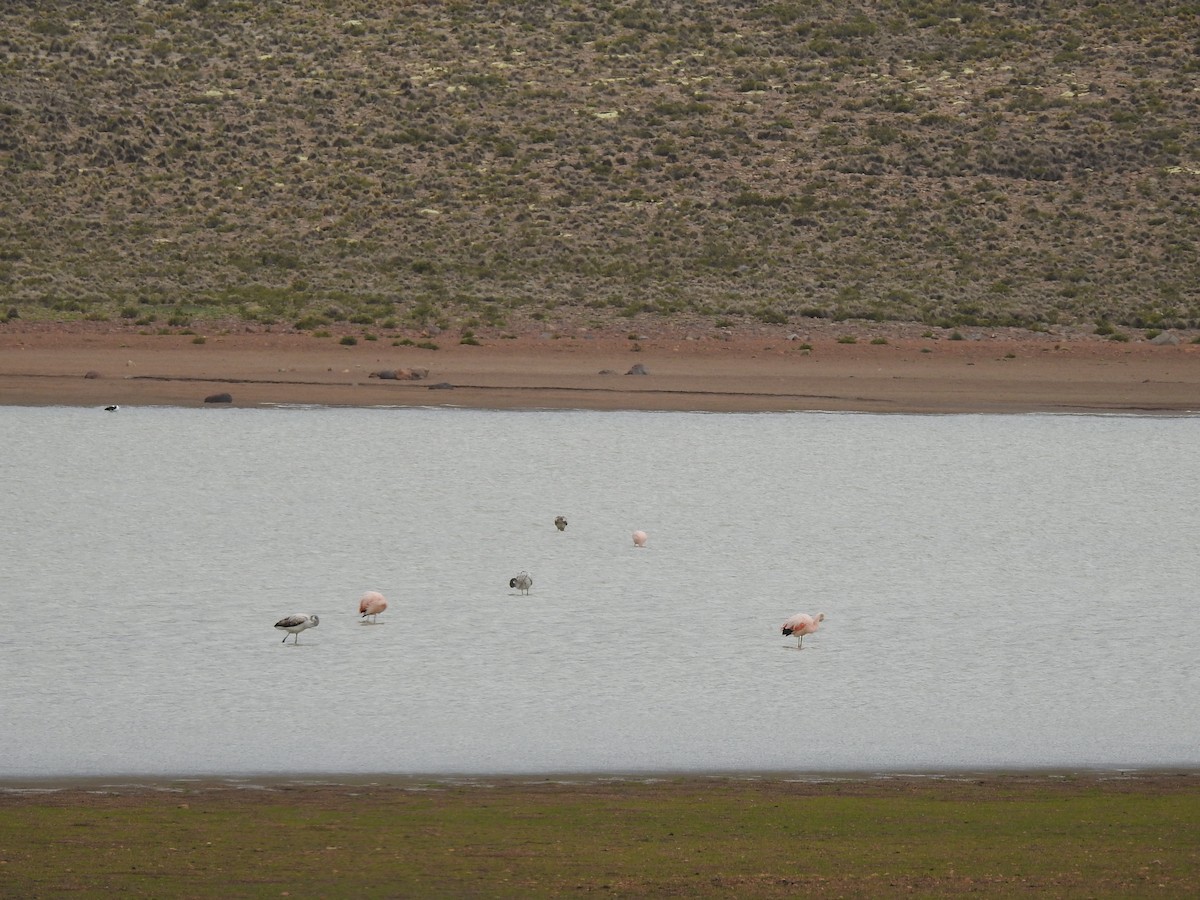 Chilean Flamingo - ML210147541