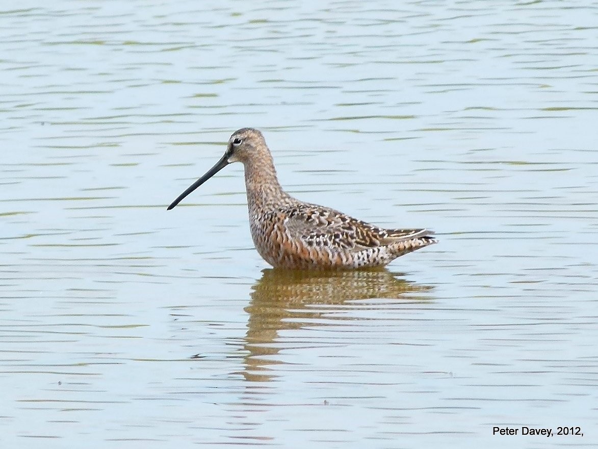 Long-billed Dowitcher - ML21015251
