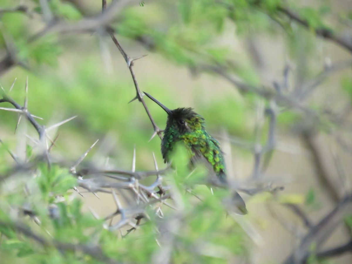 Blue-tailed Emerald - ML210155191