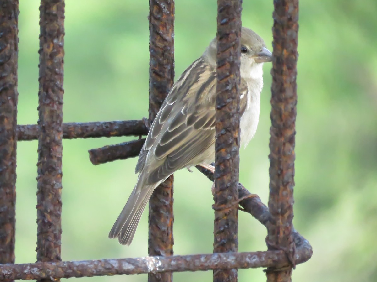 House Sparrow - ML210155331