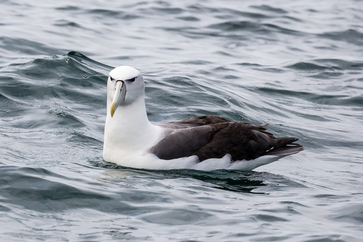 White-capped Albatross - ML210155411