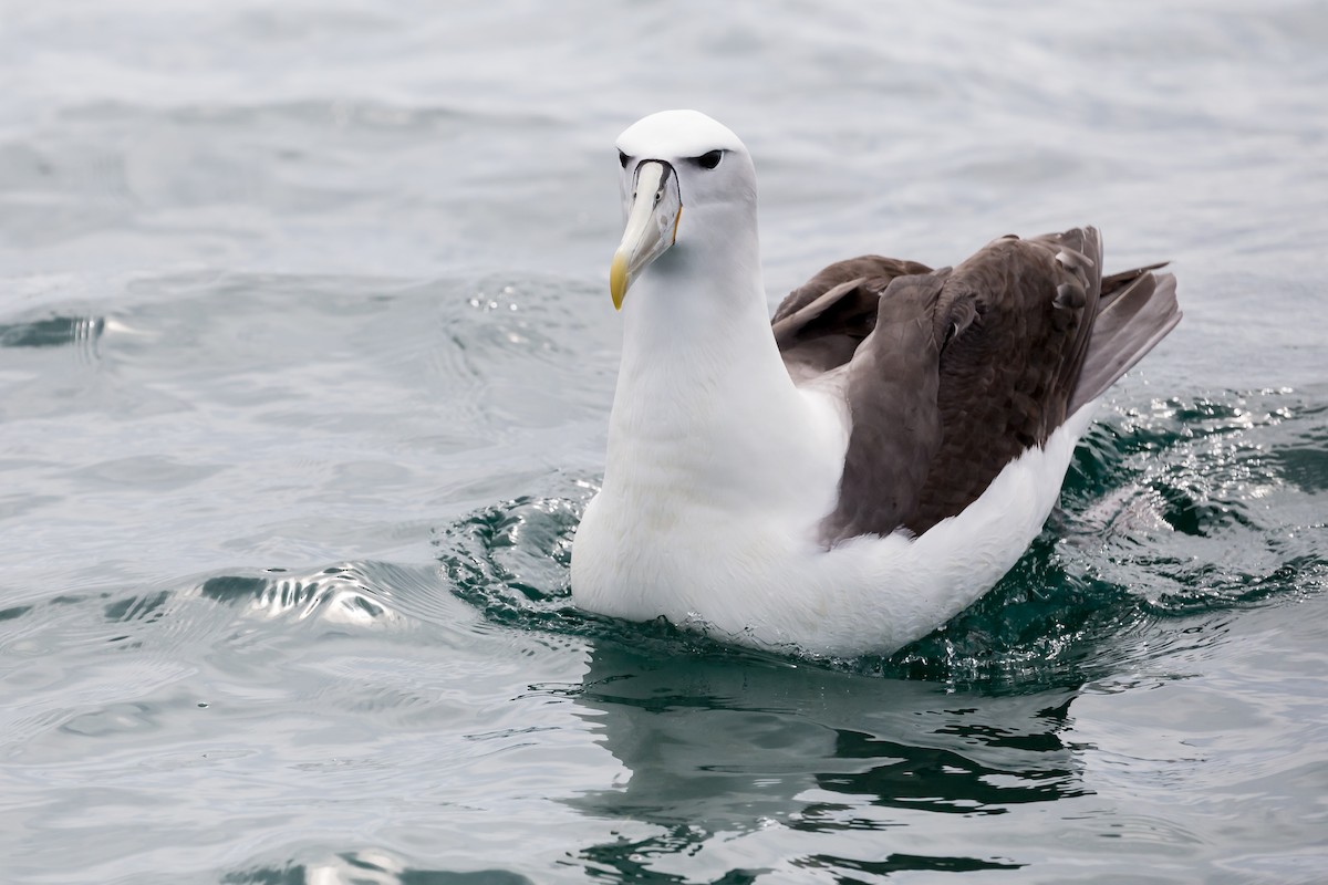 White-capped Albatross - ML210155441