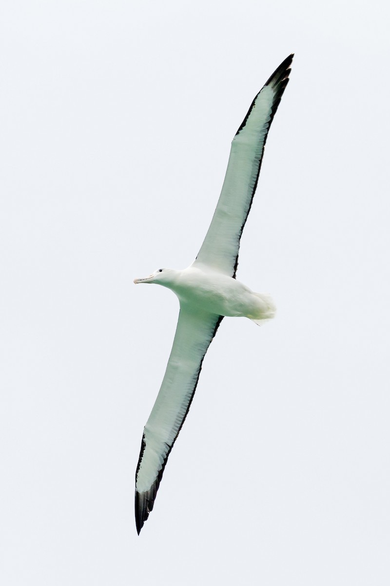 Northern/Southern Royal Albatross - ML210155991