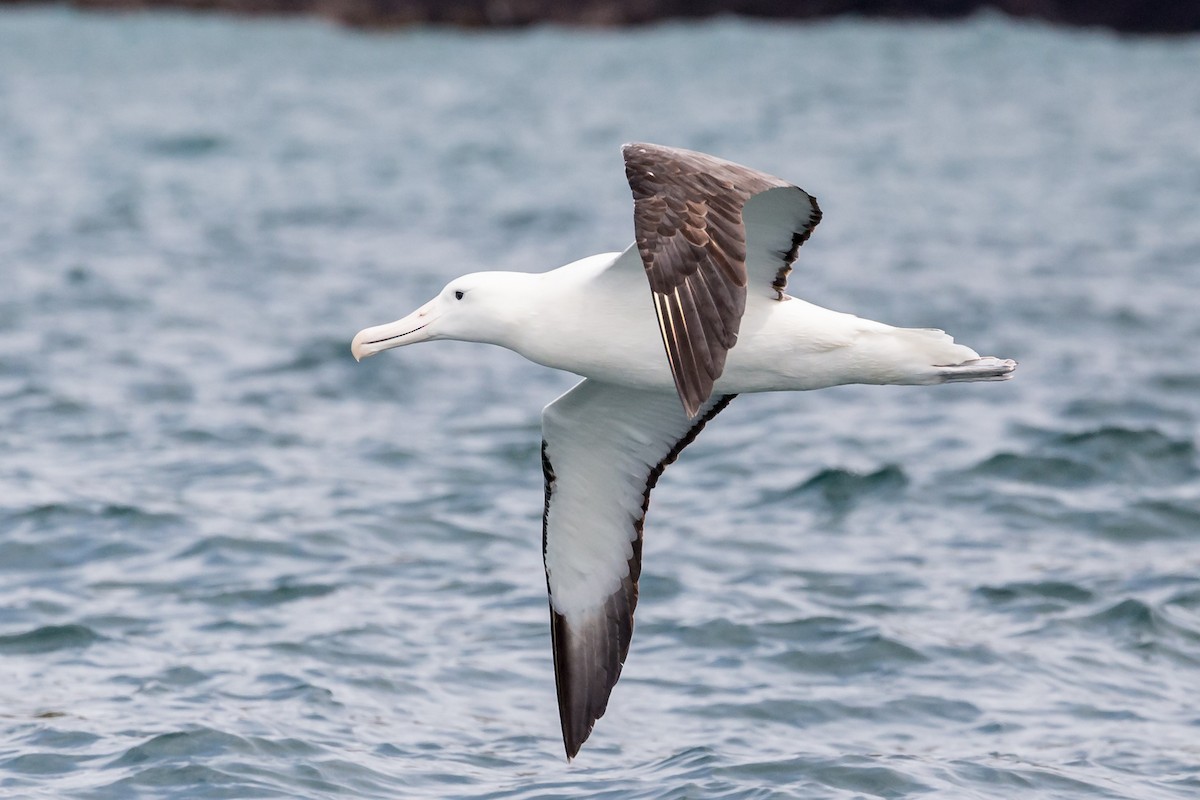 Northern/Southern Royal Albatross - ML210156021