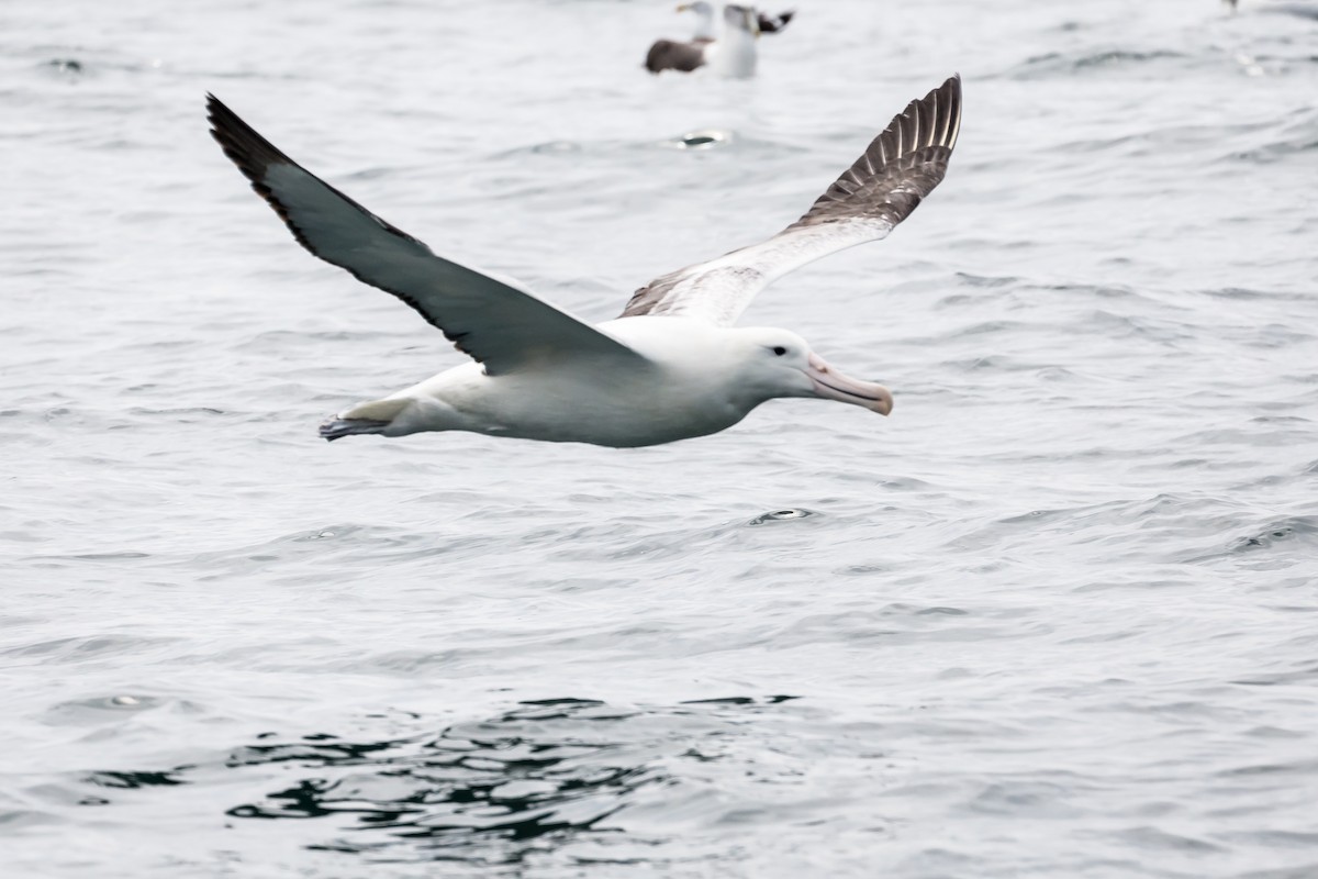 Northern/Southern Royal Albatross - ML210156041