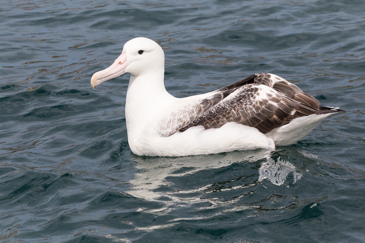 Northern/Southern Royal Albatross - Hope Huntington
