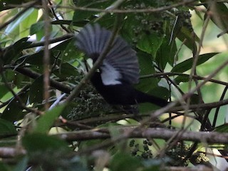 Jet Manakin - eBird