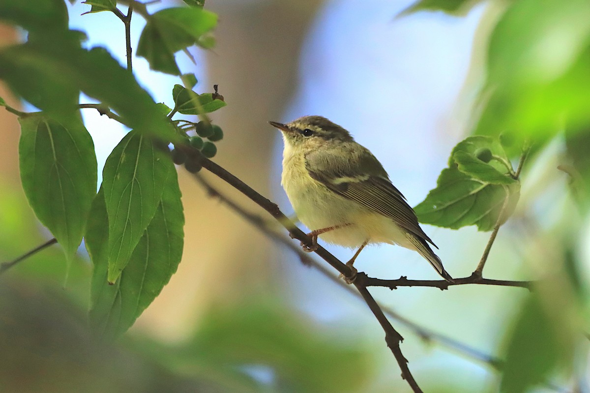 Hume's Warbler - ML210156691