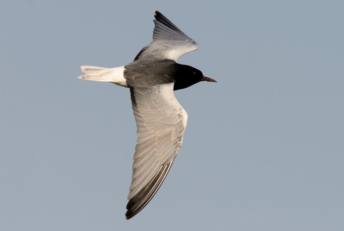 White-winged Tern - ML210157051