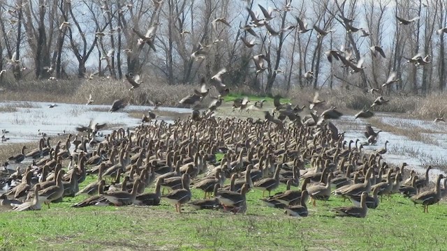 Greater White-fronted Goose - ML210157931