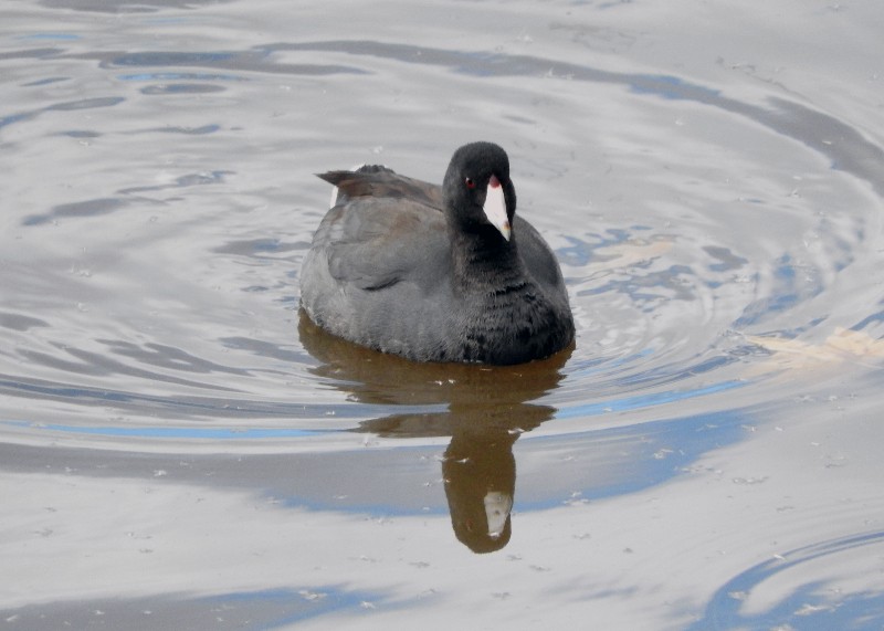 American Coot (Red-shielded) - ML21015861