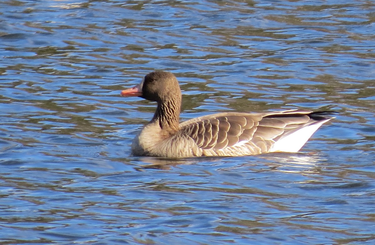 Greater White-fronted Goose - ML21015901
