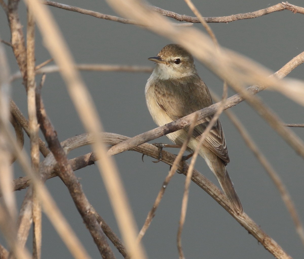 Booted Warbler - ML210159621