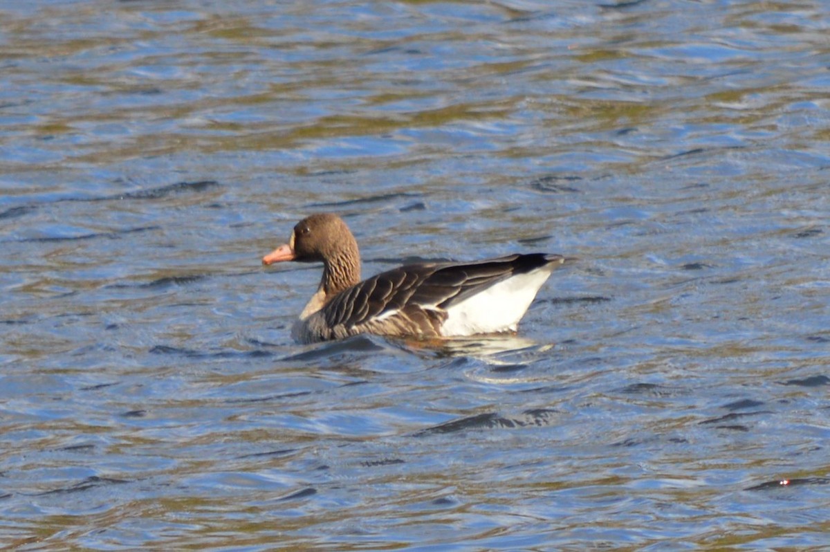 Greater White-fronted Goose - ML21015991