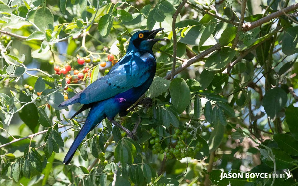 Greater Blue-eared Starling - ML210160451