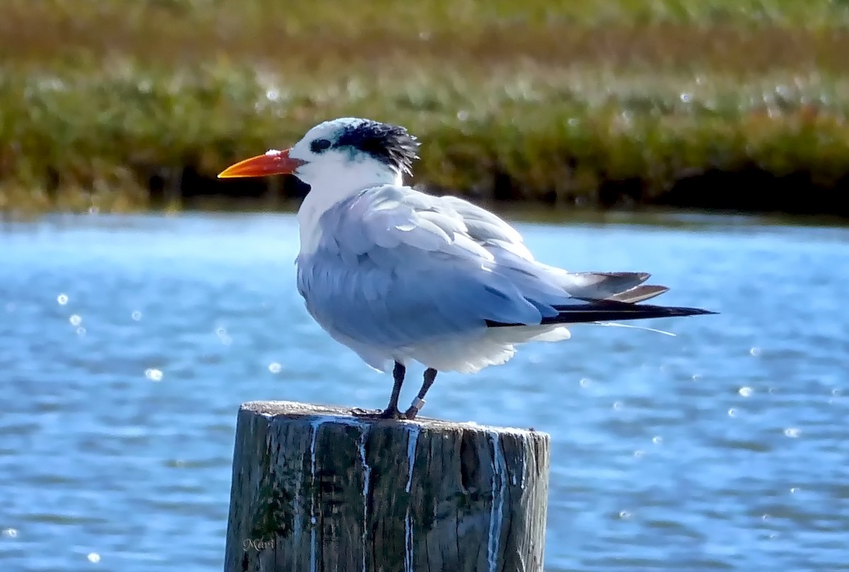 Royal Tern - Mari Michaelis