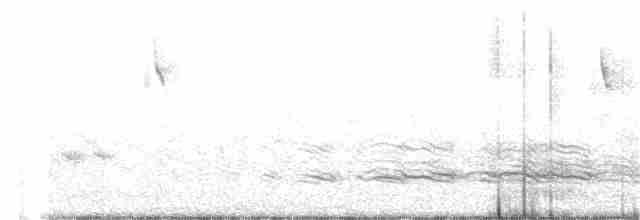 Large Gray Babbler - ML210161091