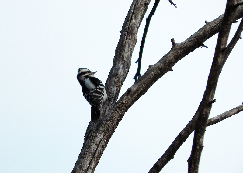 Downy Woodpecker - ML21016151