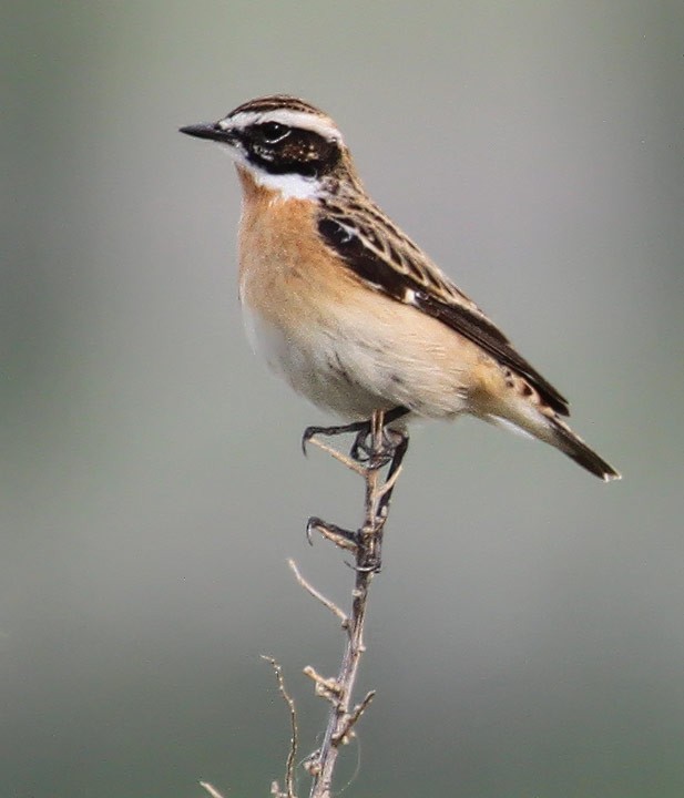 Whinchat - ML21016261