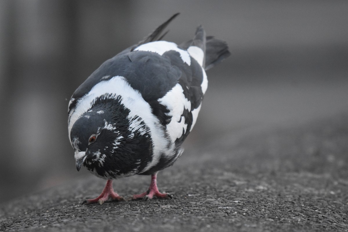 Rock Pigeon (Feral Pigeon) - Braden Judson