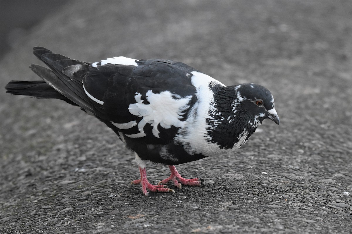 Rock Pigeon (Feral Pigeon) - ML210163521
