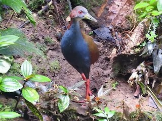  - Red-winged Wood-Rail