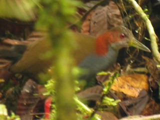  - Red-winged Wood-Rail