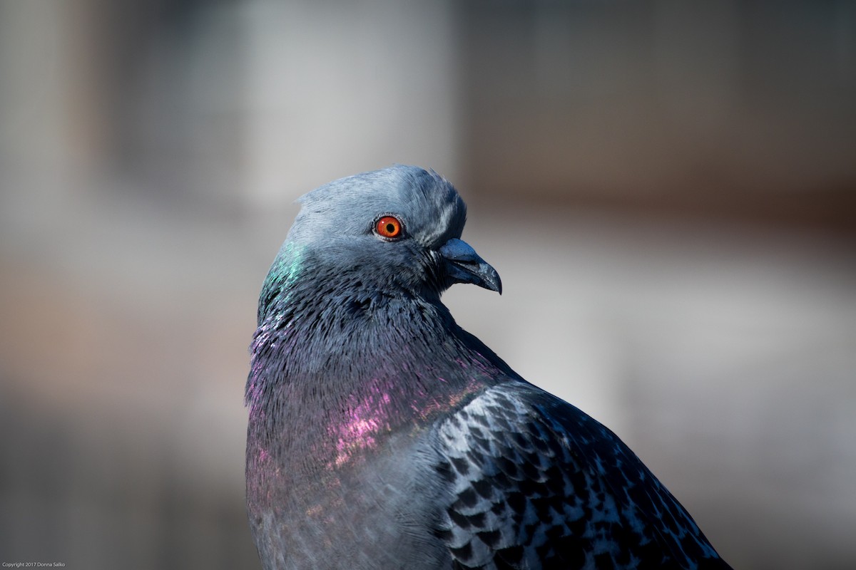 Rock Pigeon (Feral Pigeon) - Donna Salko